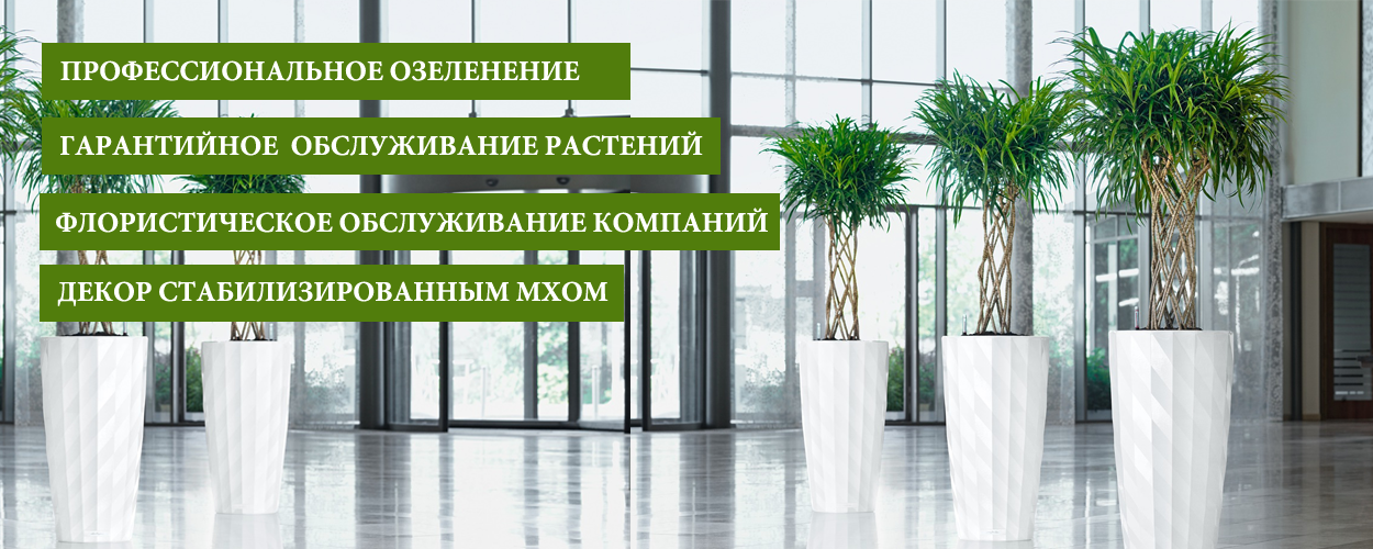 ОЗЕЛЕНЕНИЕ ОФИСА ПРОФЕССИОНАЛЬНОЕ ОЗЕЛЕНЕНИЕ ОФИСА